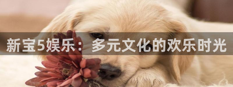 意昂2登录：新宝5娱乐：多元文化的欢乐时光